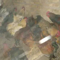 خروس محلی درشت ویکدست