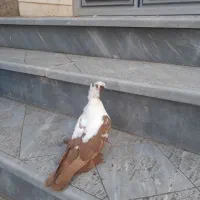 پرنده ککلی|پرنده|اردبیل, |دیوار