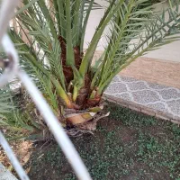 پا جوش نخل برحی|گل و گیاه طبیعی|خرمشهر, |دیوار