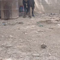 واگذاری سگ قدرجونی نر