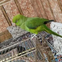 ملنگو|پرنده|خرمشهر, |دیوار