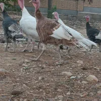 بوقلمون|حیوانات مزرعه|شیراز, گویم|دیوار
