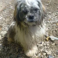 سگ شیتزو شناسنامه دار