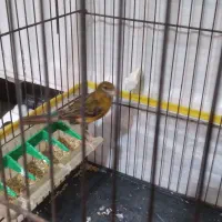 قناری ماده سبز سوخته اماده|پرنده|رودهن, |دیوار