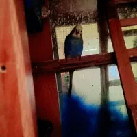 مرغ عشق فنج