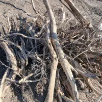 ریشه کنده شده درخت برای آتیش ذغال|عمده‌فروشی|نهاوند, |دیوار