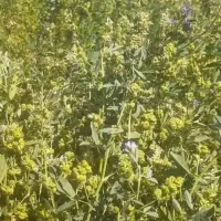 بذر یونجه درجه یک تضمینی