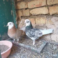 کبوتر شازده و هما