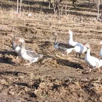 فروش غاز|حیوانات مزرعه|بیضا, |دیوار