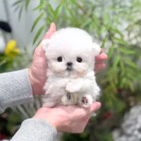 پومالی|سگ|تهران, گیشا|دیوار