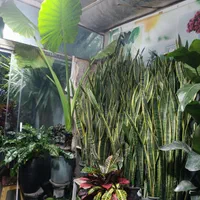 خدمات تخصصی تعویض خاک گلدان و نگهداری گیاهان