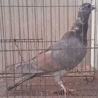 سیمونی|پرنده|اصفهان, شاه پسند|دیوار