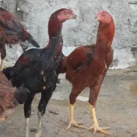 کلشیرومرغ لاری