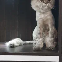 گربه خونگی فقط چهار تومن