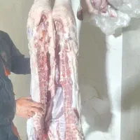 گوشت گوسفندی. گوسفندزنده. قصابی درمحل