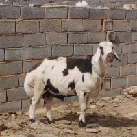 شیشک  بروجردی