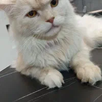 گربه ماده اسکاتیش لانگ هایر