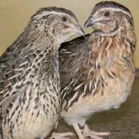 بلدرچین تخمگذار۴۵روزه گوشتشم موجوده تحویل رایگانه