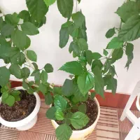 فروشی|گل و گیاه طبیعی|طاغنکوه, |دیوار