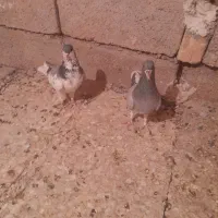 نرماده خشرنگ‌سیاه چپ سبز بدرنگ سبز