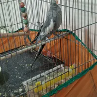 عروس هلندی نر سخنگو سینامون|پرنده|پردیس, فاز ۸|دیوار