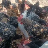 جوجه خروس محلی جوجه مرغ محلی درشت