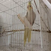 عروس هلندی ماده فروش یا معاوضه