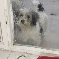 سگ پاکوتاه|سگ|تبریز, |دیوار