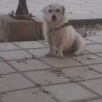 واگزاری سگ شیتزو