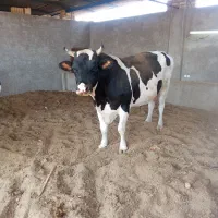 فروش کود گاو وگوسفند