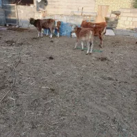 گاو گوساله