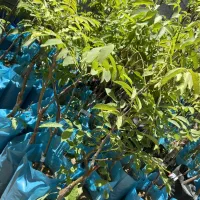 نهال مثمر گردو