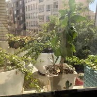 گلهای زیبا و خانگی|گل و گیاه طبیعی|تهران, گیشا|دیوار