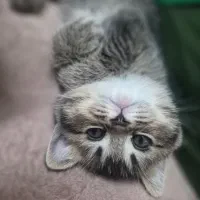 بچه گربه های بریتیش