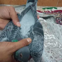 کبوتر پلاکی