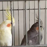 عروس هلندی|پرنده|اصفهان, مسجد مصلی|دیوار