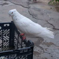 سفیدچشم زرد|پرنده|جیرفت, |دیوار