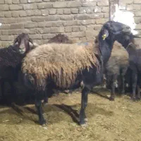 ۶ راس میش ابستن