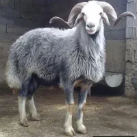 قصاب گوسفند در تمام ساعات شبانه روز در محل شما