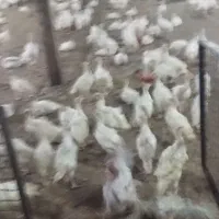 جوجه‌بوقلمون‌بیوتی‌