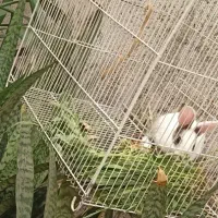 خرگوش|موش و خرگوش|مشهد, گاز|دیوار