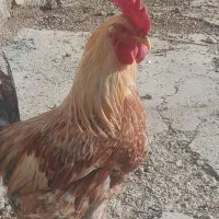 خروس محلی کوردی|حیوانات مزرعه|دهگلان, |دیوار