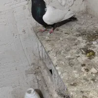 بالا مایا|پرنده|اردبیل, |دیوار