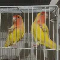 طوطی برزیلی خوش رنگ جفتی ۱۵۰۰