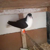 یه دونه ‌ماده ‌چادوری