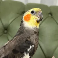 عروس هلندی گمشده