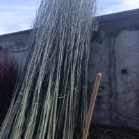 از تولید تا فروش قلمه ترکیه