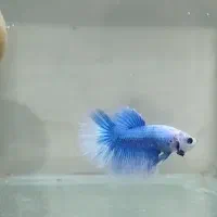 ماهی فایتر نر