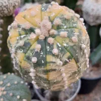 کاکتوس ابلق|گل و گیاه طبیعی|پاکدشت, پاکدشت (مامازند)|دیوار