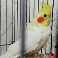 دوعروس هلندی زیبا